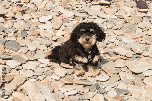 Puppy portrait.  Black with tricolor face and white eyebrows.  Extremely cute Havanese surrounded by stones