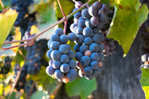 Fotografi Blue grape vines at sunset, toned image