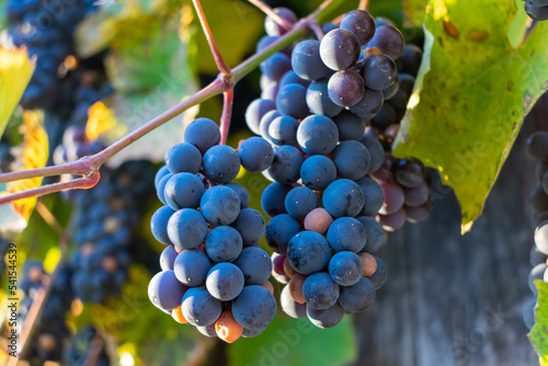 Grapes harvest in vineyard in the box. Farmers harvesting grape. Wine making concept.