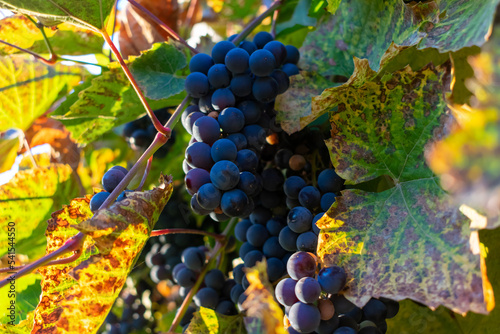 Blue grape vines at sunset, toned image