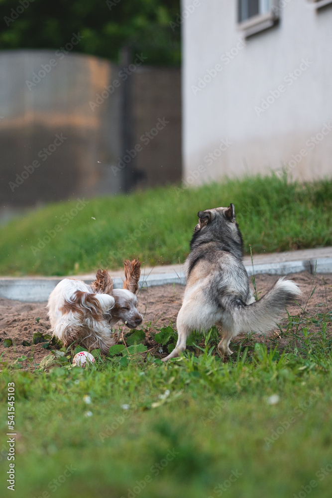 Obraz premium Dog portrait summer playing happy green grass