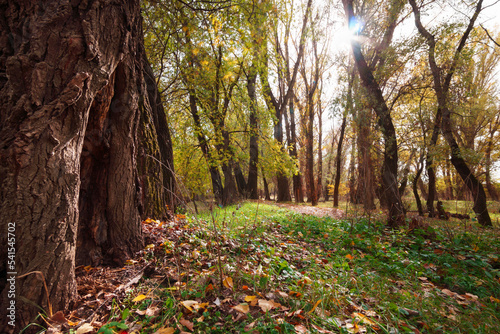 beautiful nature, autumn landscape - bright sunlight in forest, yellow autumn color leaves and trees