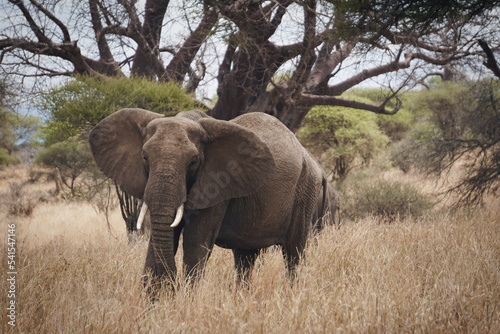 Elefant in safari (Tanzania)