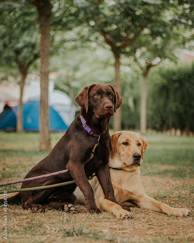 Pareja de perros mirando hacia un lado con fondo desenfocado.