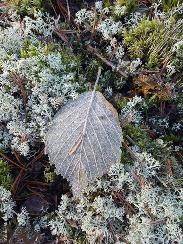 Grass with morning frost