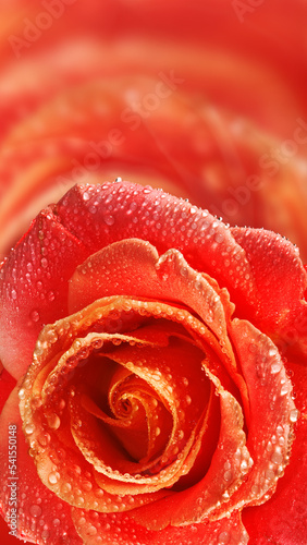  beautiful flowers in the garden closeup