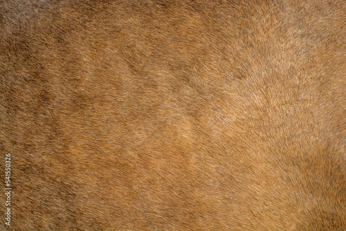 Brown fur texture of cow skin