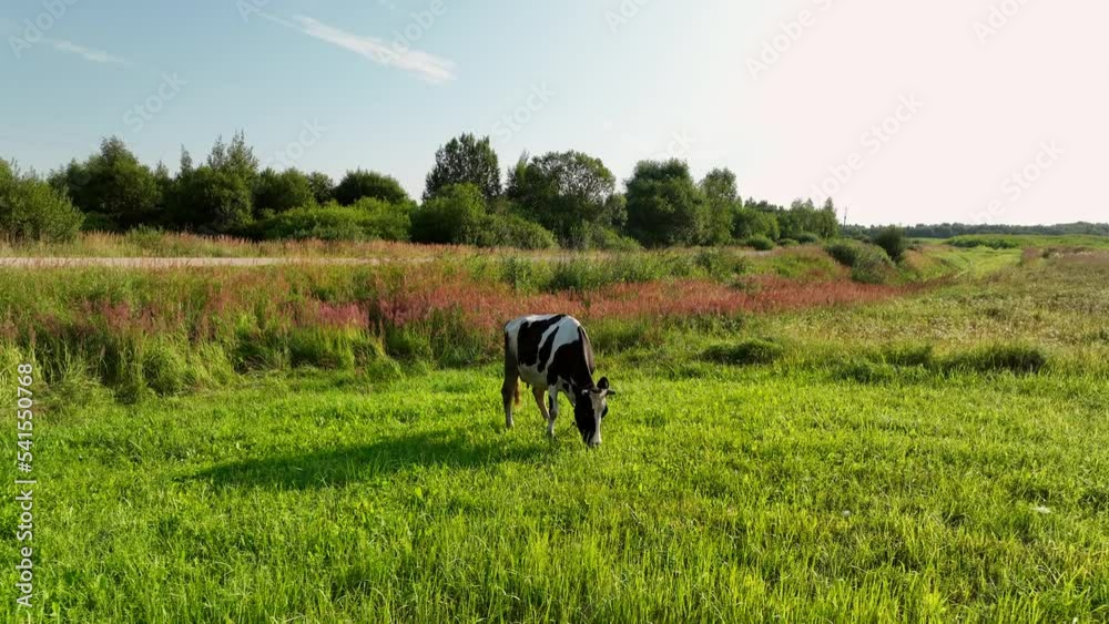 Cow on green grass in field at farm, drone view. Cows graze on field. Cow grazes eating grass to make fresh milk. Floating farms in field. Cows and livestock. Animal husbandry at farm field. Cow on green grass in field at farm, drone view. Cows graze on field. Cow grazes eating grass to make fresh milk. Floating farms in field. Cows and livestock. Animal husbandry at farm field.