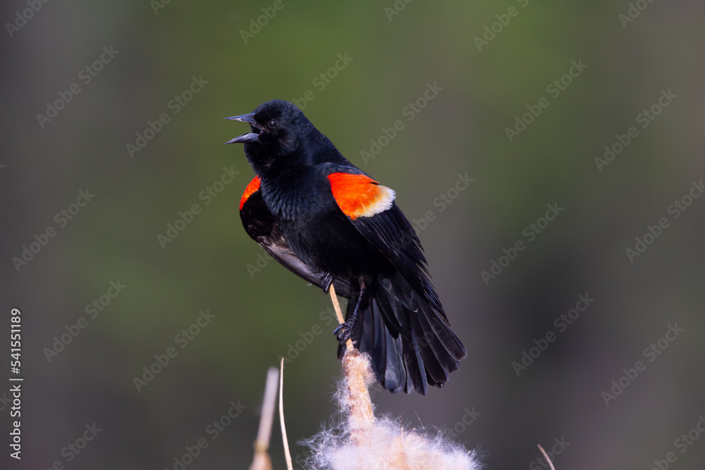 Fototapeta premium Red-winged blackbird in breeding plumage singing on the cattail.