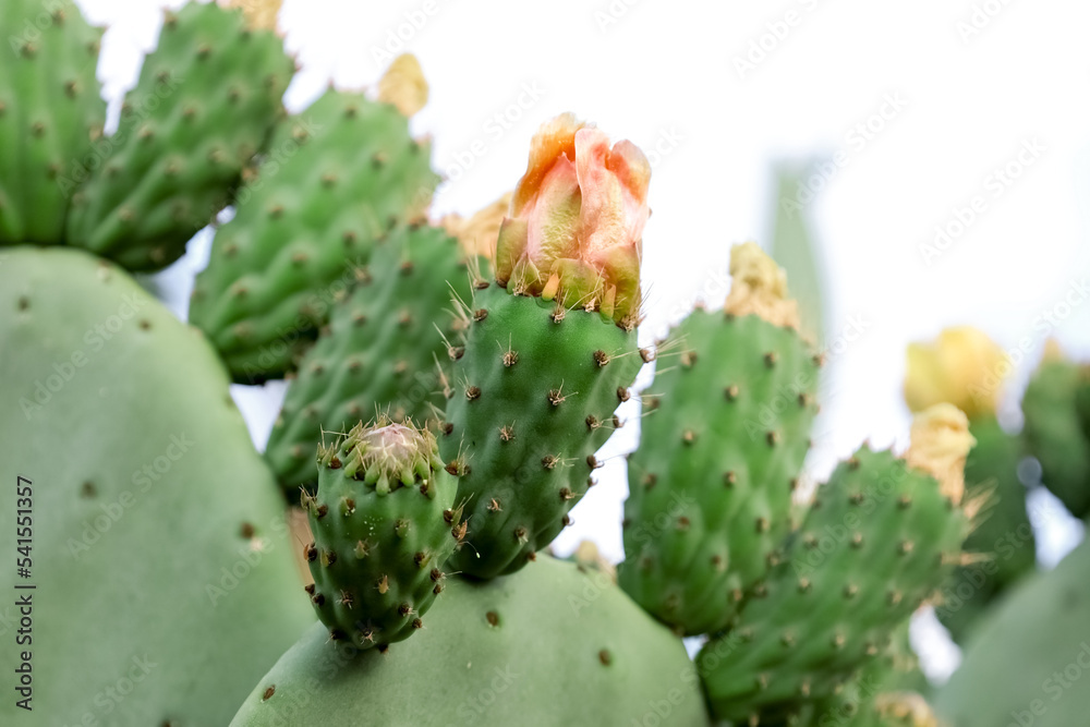 Green cacti with blooming flowers outdoors, closeup Green cacti with blooming flowers outdoors, closeup