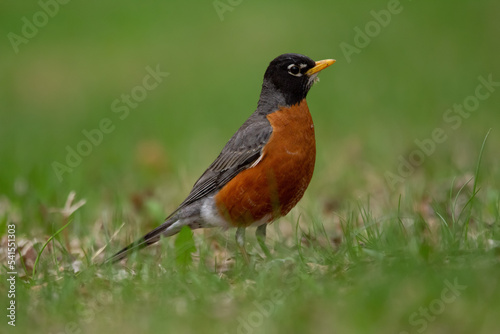Profile of American robin standing in the green grass of the park.