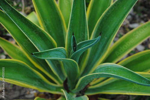 Agave variegada 