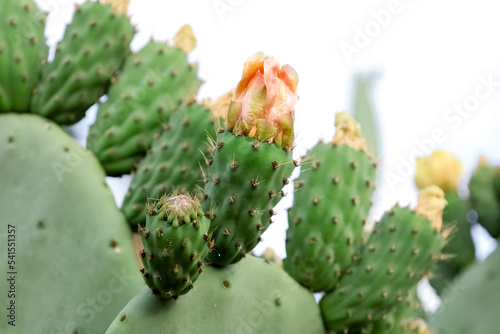 Green cacti with blooming flowers outdoors  closeup