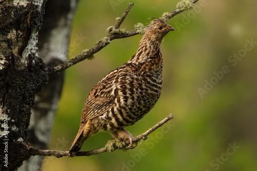 Female Ruffed grouse sitting on the branch of the tree in the wood.