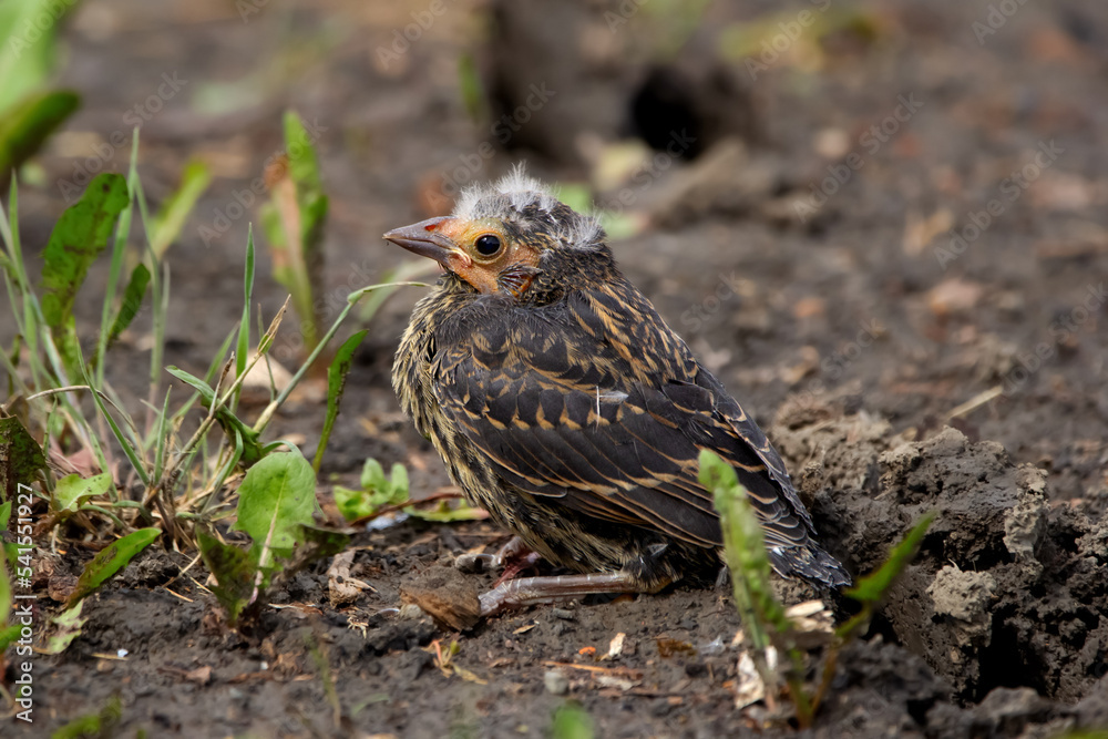 Young baby of Red winged blackbird is sitting on the ground. Young baby of Red winged blackbird is sitting on the ground.