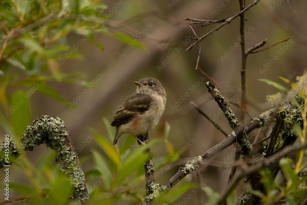 Naklejka premium Cute Least flycatcher is perched in the tree with green foliage.