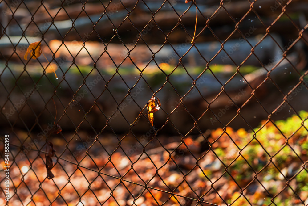 Old leaky metal fence in the forest. There is a colored leaf in the fence. Old leaky metal fence in the forest. There is a colored leaf in the fence.
