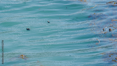 Point Lobos Bird Island Trail Big Sur California 