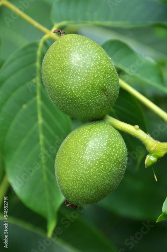 On a tree branch is a walnut that ripens with a green shell