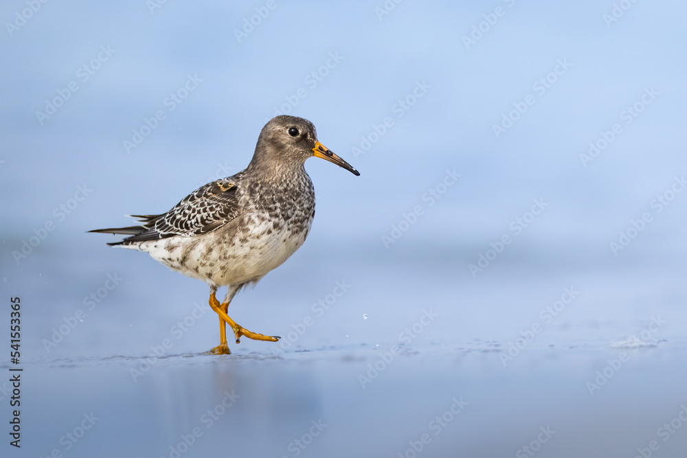 Purple Sandpiper (Calidris maritima) resting. Shorebird on the beach. Juvenile during autumn migration Purple Sandpiper (Calidris maritima) resting. Shorebird on the beach. Juvenile during autumn migration