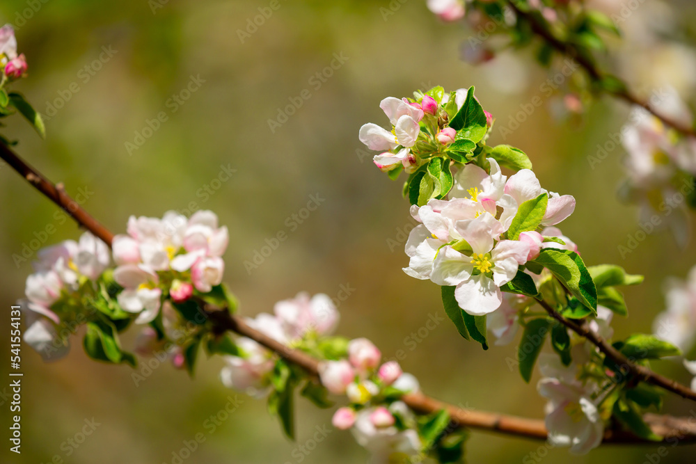 Spring blooming sakura trees. Pink flowers Sakura Spring landscape with blooming pink tree. Beautiful sakura garden on a sunny day.Beautiful concept of romance and love with delicate flowers.