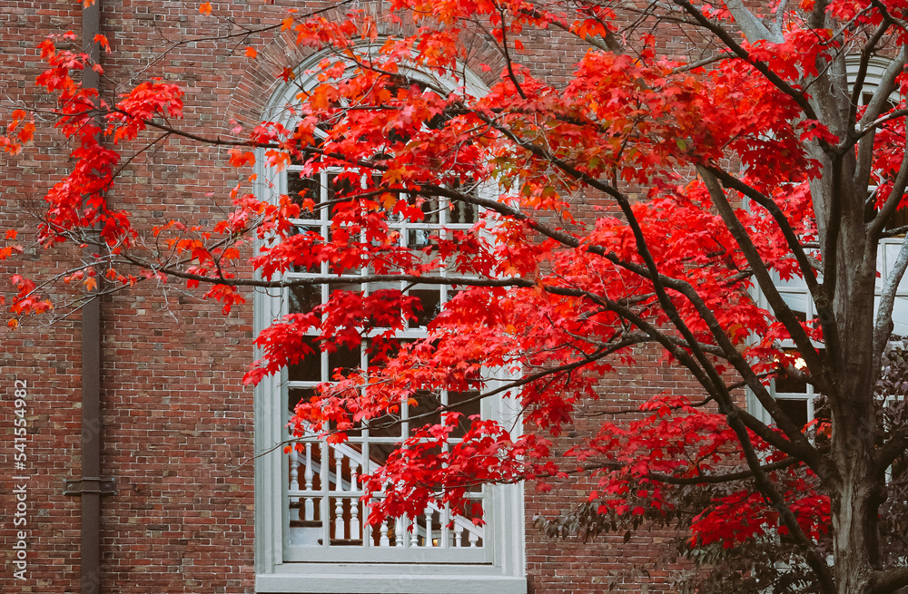 red maple tree near window Stock-Foto | Adobe Stock