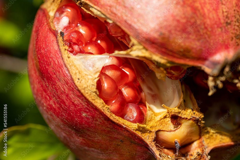 Grenade StockFoto Adobe Stock