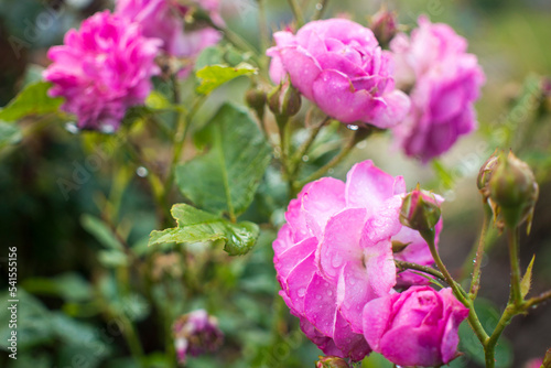 Fototapeta Naklejka Na Ścianę i Meble -  pink small roses bloom on a bush in summer