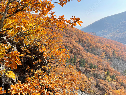 Oaks on the slope in the Gorge of the Cheeks of the Dardanelles in October. Russia, Primorsky Krai, Partizansky district photo