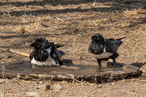 Twp Pied Crows in Tanzania photo