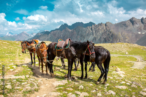 Harnessed horses stand in the mountains, waiting for tourists for a horseback ride. Hiking horseback riding in nature.