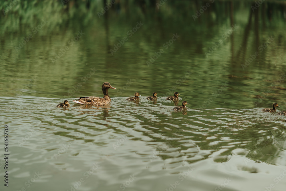 Ducks swimming Ducks swimming