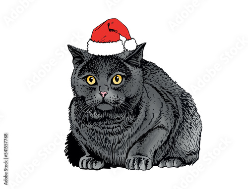 Vector color drawing of cat in Santa Claus red hat ,graphical  domestic pet,illustration for Christmas design and books