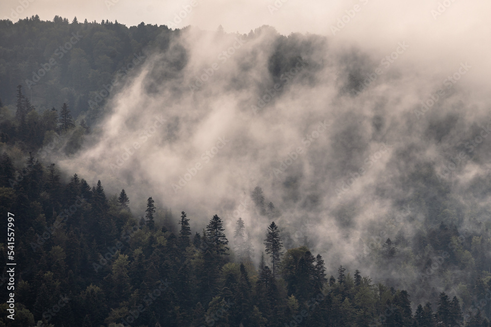 Misty mountain landscape, foggy pine forest