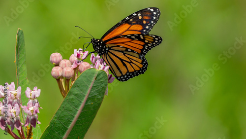 Canvastavla Monarch Butterfly Feeding on Common Milkweed