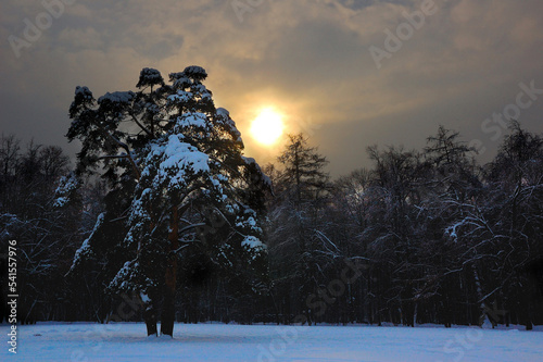 The sun in the winter Russian forest. Moscow region, Russia.  The sun's rays break through winter clouds and tree branches. Snowy Russian forest, Moscow region. 