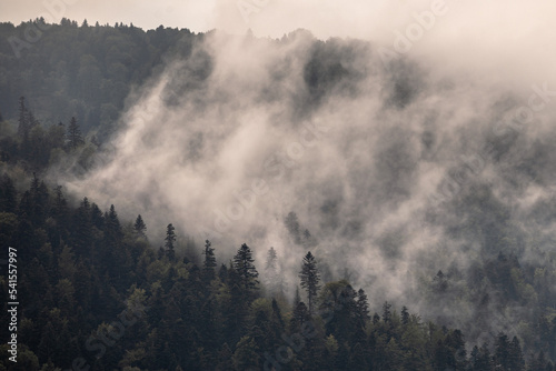 Obraz na płótnie Misty mountain landscape, foggy pine forest w salonie