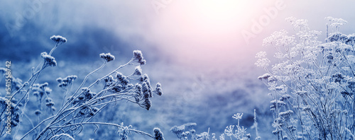 Atmospheric winter view with dry plants covered with frost in the morning during sunrise