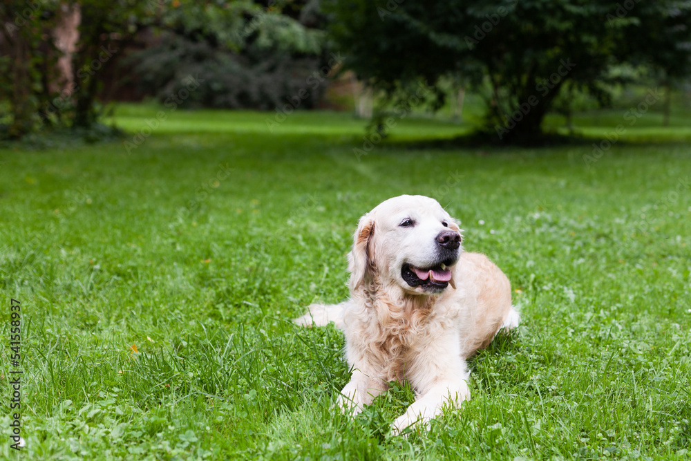 Happy golden retriever dog enjoying outdoors on the green grass. Summer in a city park.