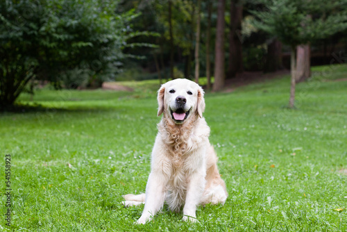 Happy golden retriever dog enjoying outdoors on the green grass. Summer in a city park.