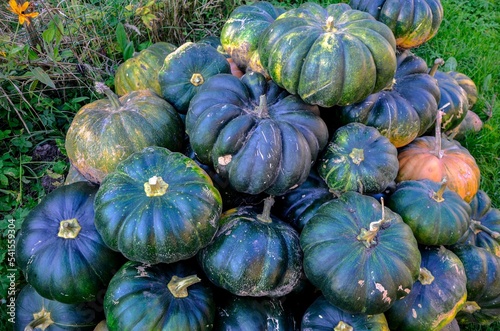 Yellow and green pumpkins are gathered in a big pile in the garden .