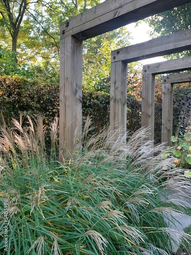 Foto Wooden beams and beautiful ornamental grass Miscanthus sinensis 'Kleine Silberspinne' in garden