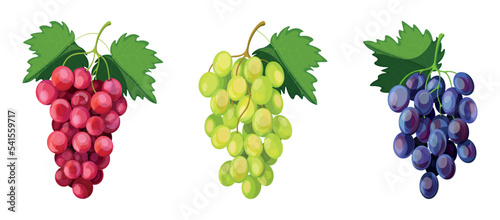 Set of various grapes in cartoon style. Vector illustration of bunches of blue, red, green grapes with leaves on white background.