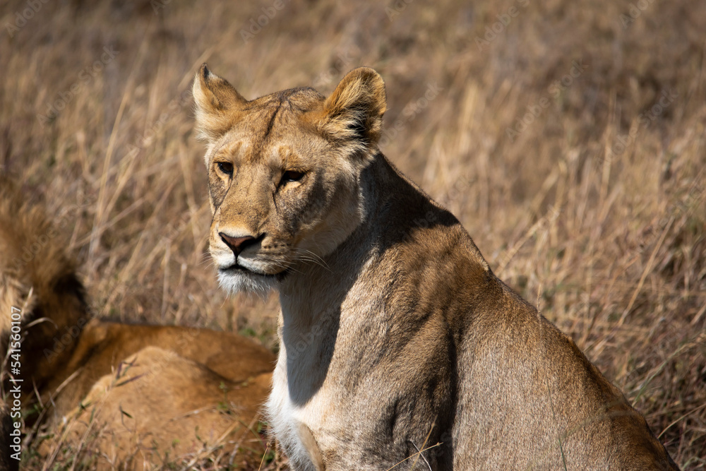 portrait of lioness looking in the distance for pray portrait of lioness looking in the distance for pray