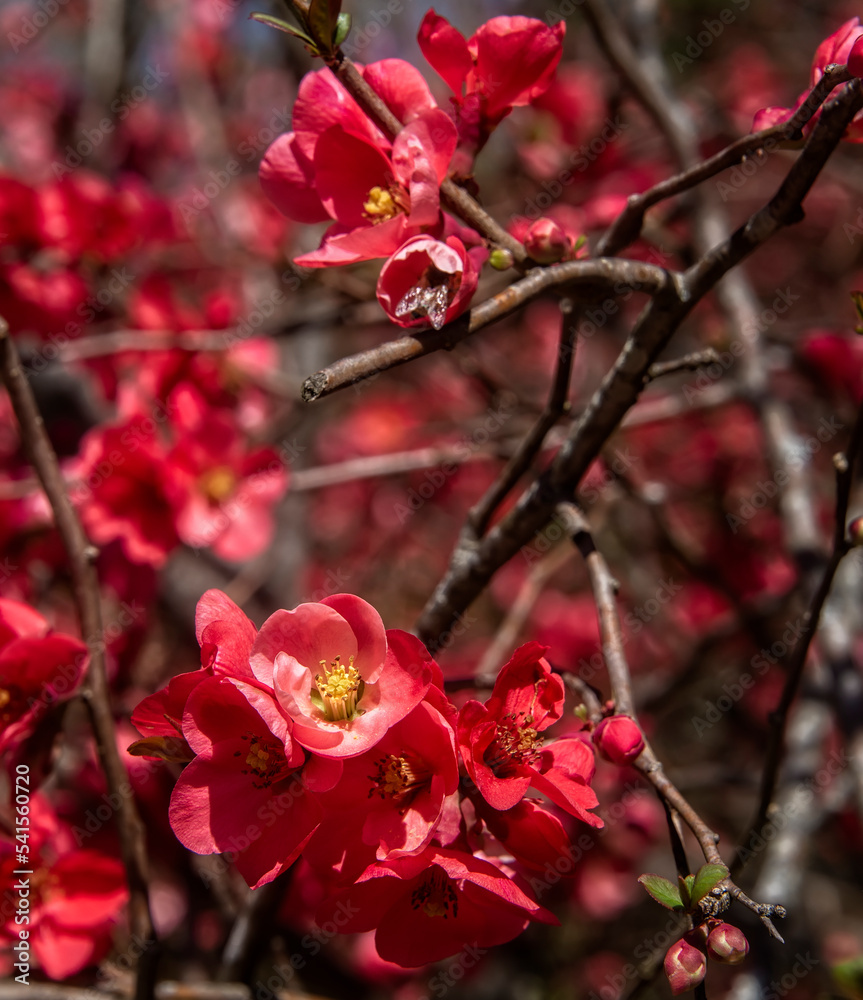 Clustered Red Blossoms from Tree in Sprng