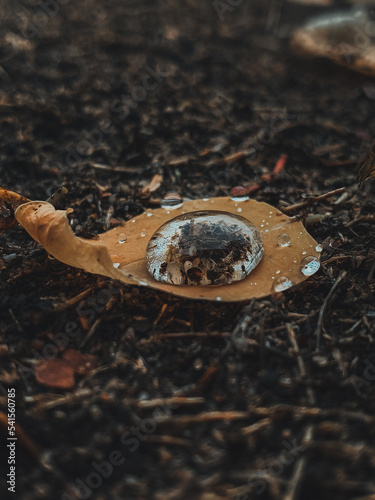 drop on a leaf after the rain