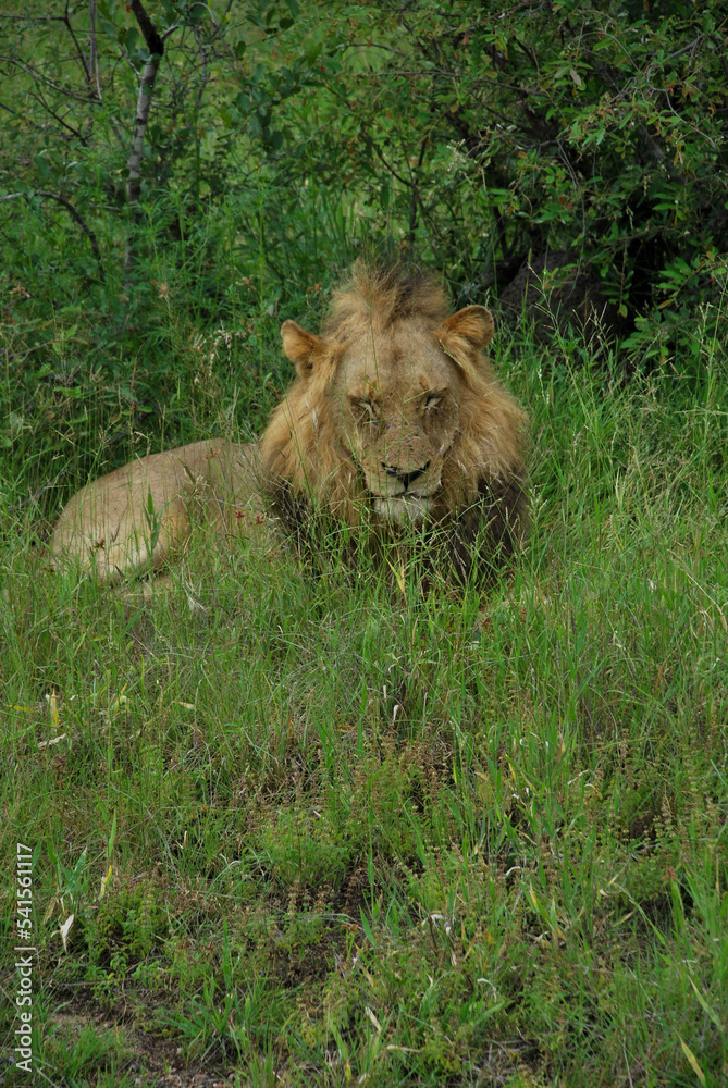 Naklejka premium lion in the savanna
