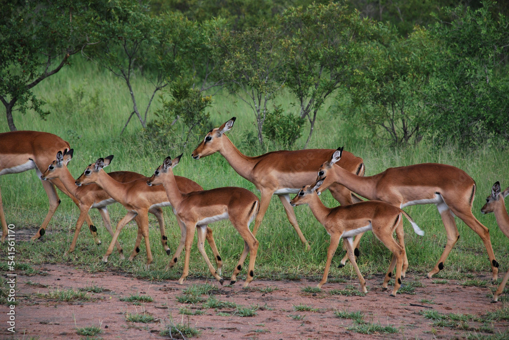impala in the savannah