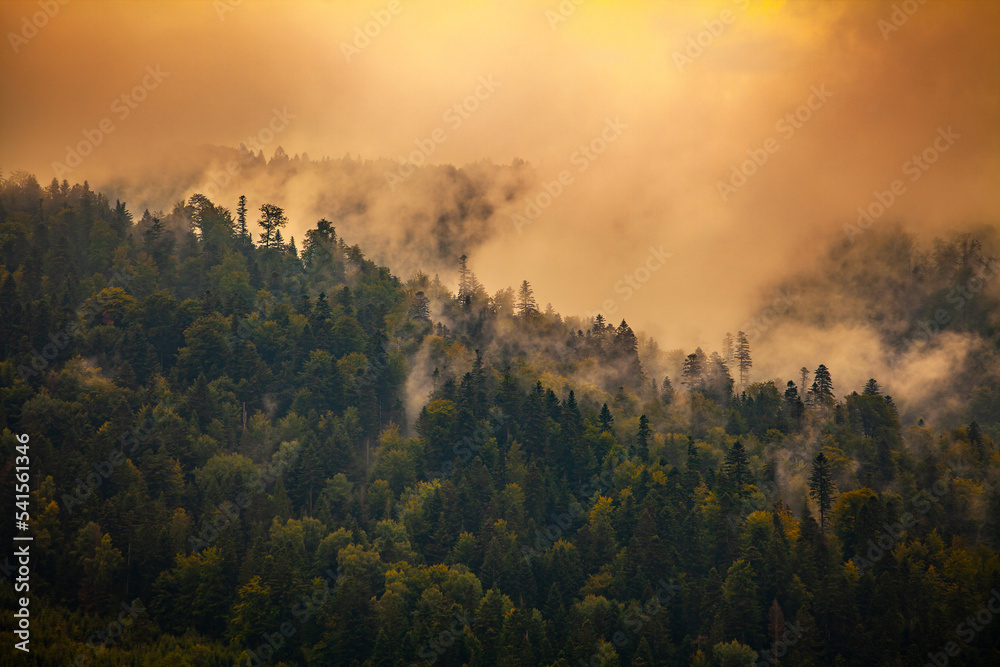 Forest in the mist, Bieszczady, Poland