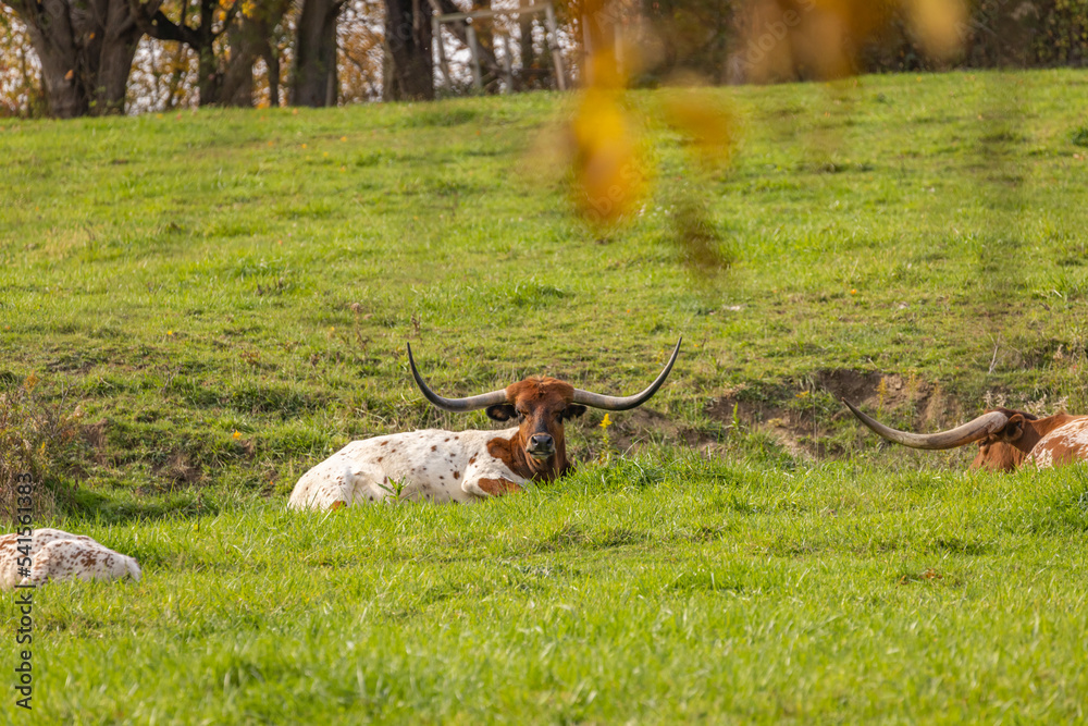 Naklejka premium Texas longhorn bull laying in a green pasture in Amish country, Ohio